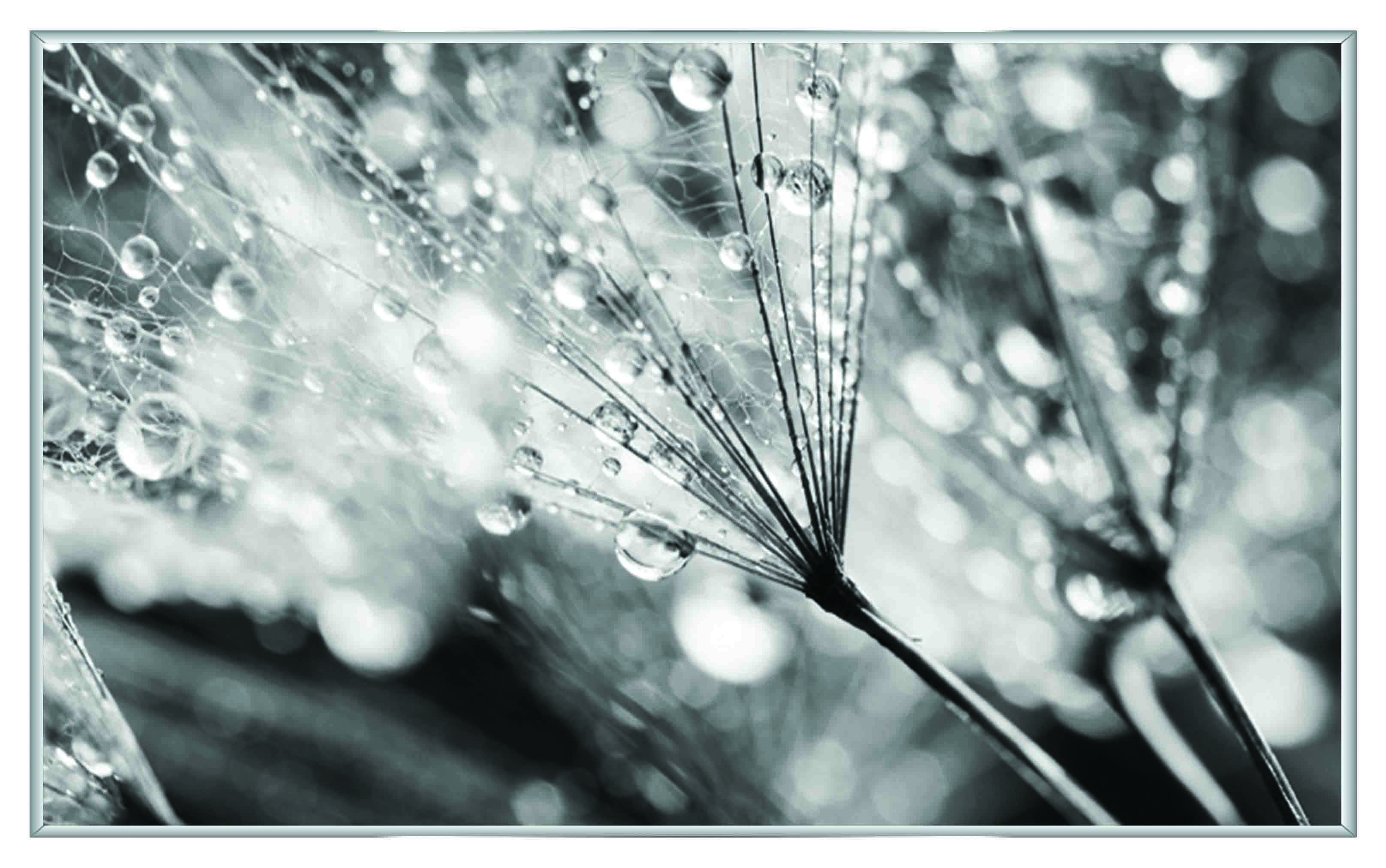 ASG214 Wall décor art printed on glass B&W botanical